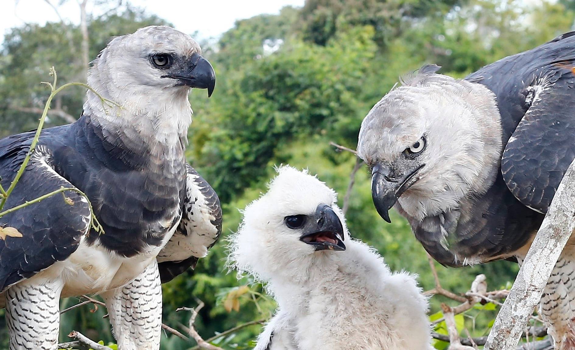 Projeto Harpia – Núcleo Mata Atlântica