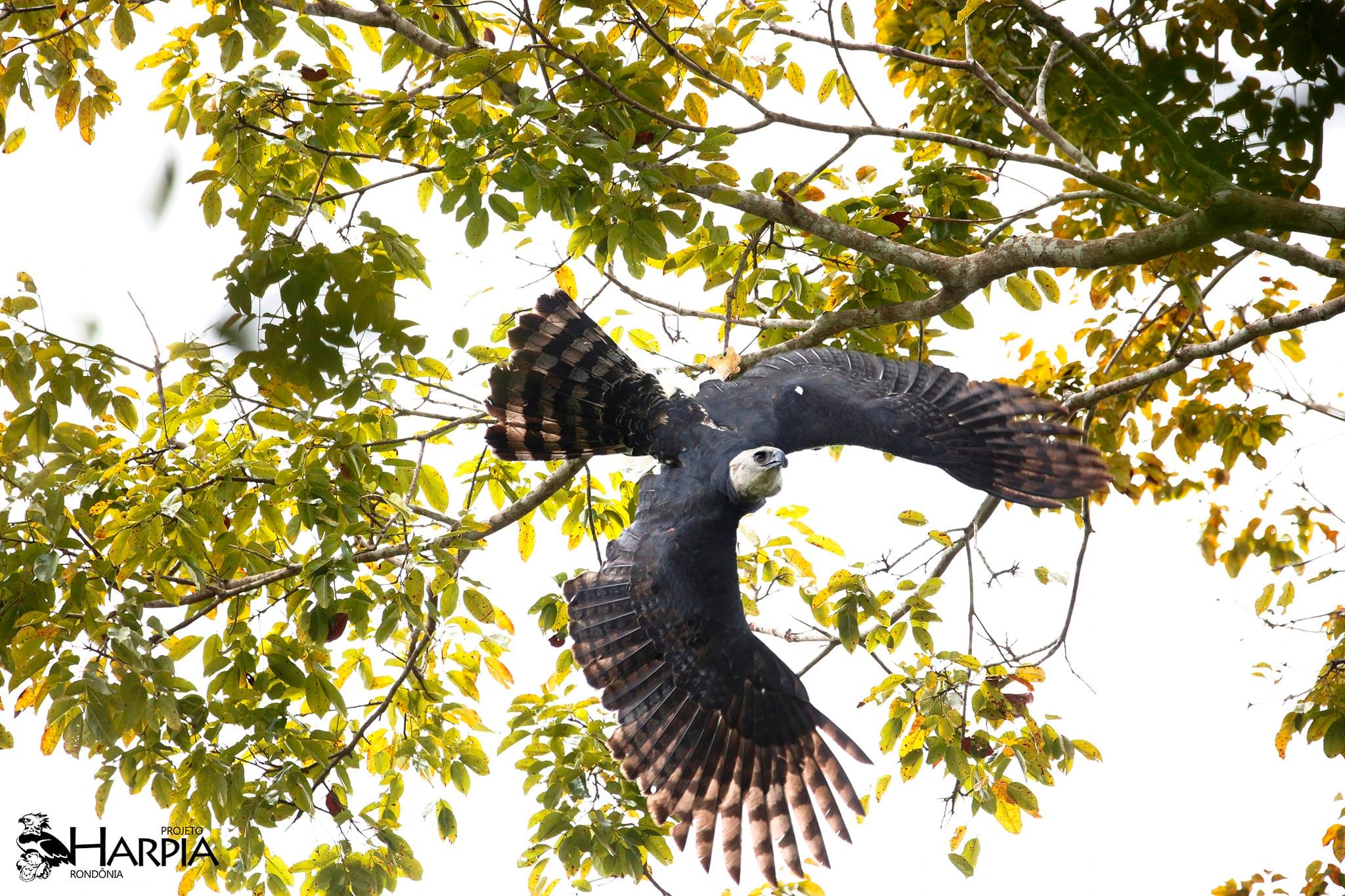 Monitoramento de Harpia Harpyja Na Reserva Natural Vale E Reserva Biológica de Sooretama