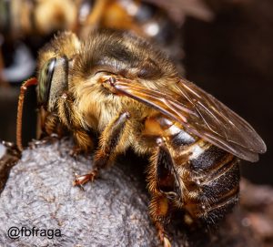 URUÇU CAPIXABA: SALVAGUARDANDO A ABELHA DO ESPÍRITO SANTO
