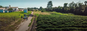 992/994 – FAZENDA EXPERIMENTAL DO CEUNES: UMA JORNADA RUMO À SUSTENTABILIDADE AGRÍCOLA